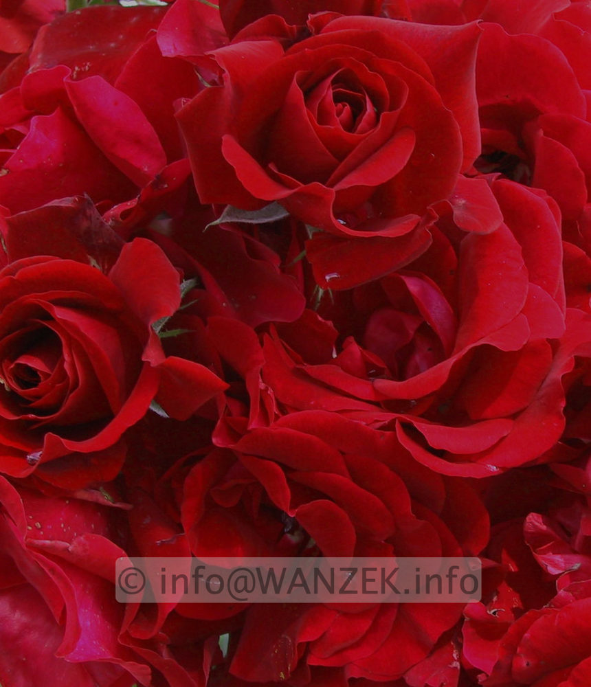 Kletterrose Santana Macro.jpg